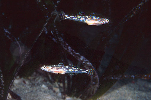 Quagga goby